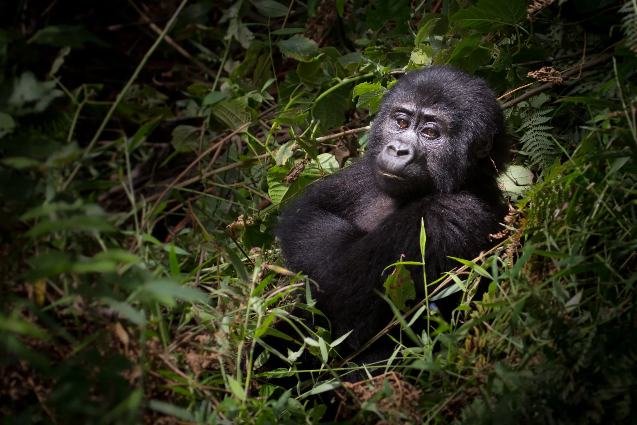 Best Destination for Gorilla Trekking