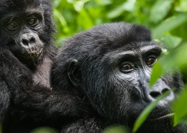 Bikingi gorilla family being habituated.
