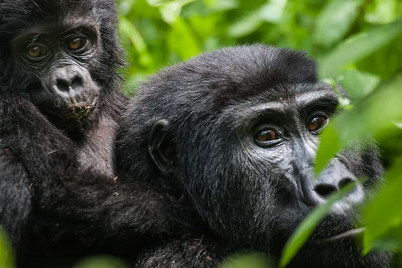 Bikingi gorilla family being habituated.