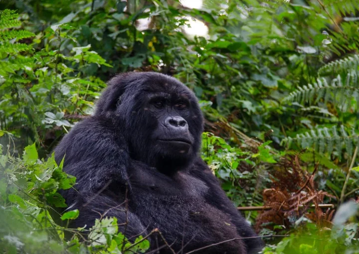 AUTO Discounted Gorilla Permits