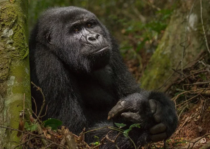 Add ons to your Uganda gorilla safari