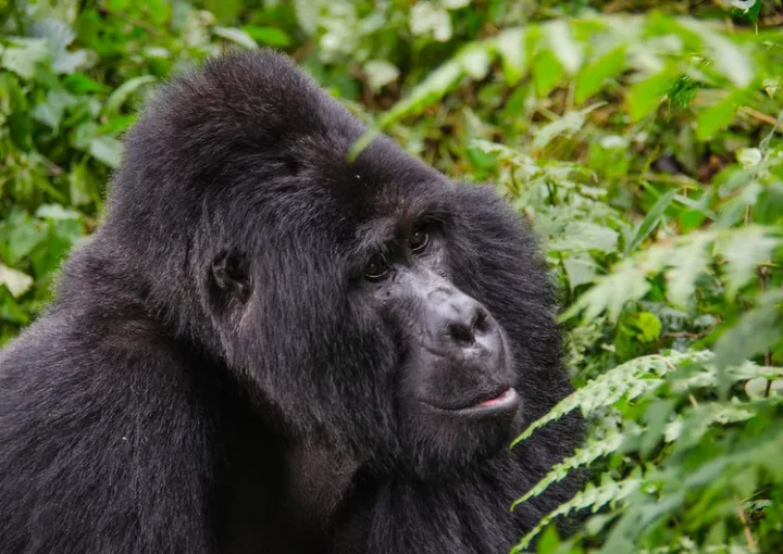 And the gorilla experience.
