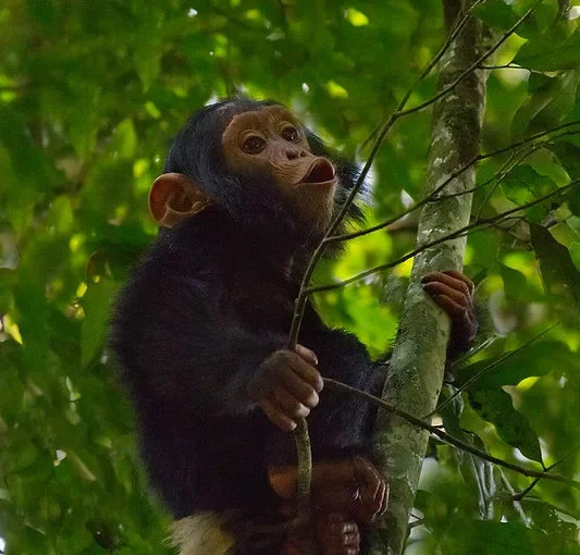 April chimp trekking discounts.