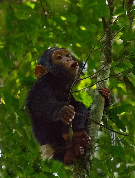 April chimp trekking discounts.