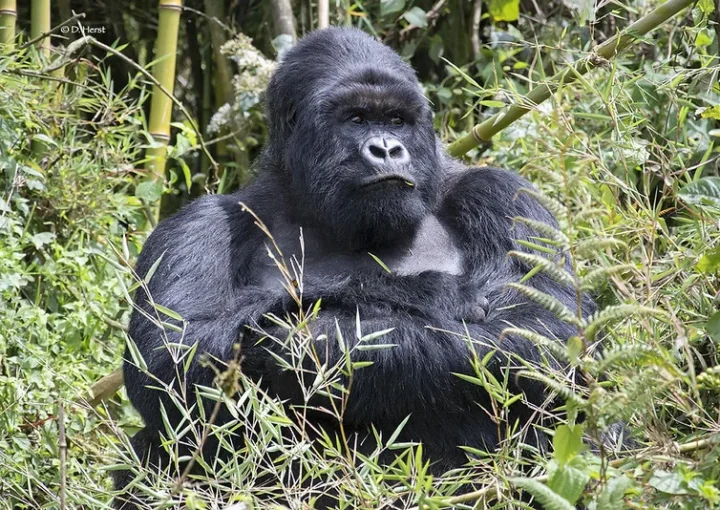 Bamboo shoots were the gorilla’s most concentrated form.