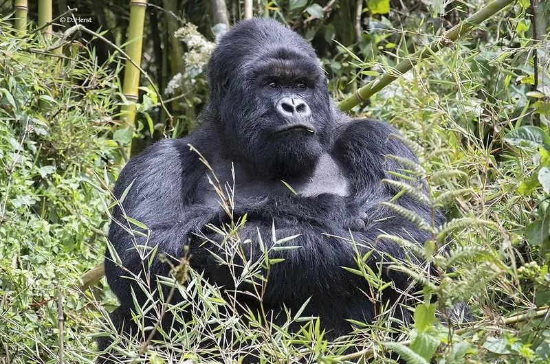 Bamboo shoots were the gorilla’s most concentrated form.