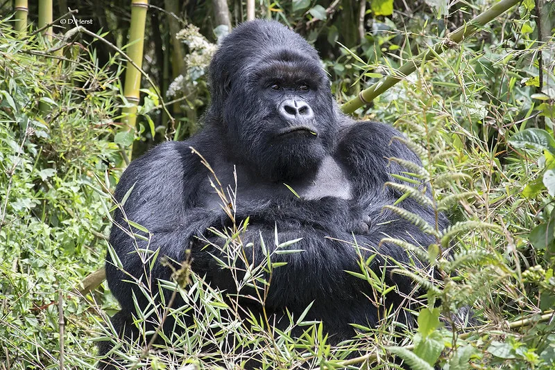 Bamboo shoots were the gorilla’s most concentrated form.