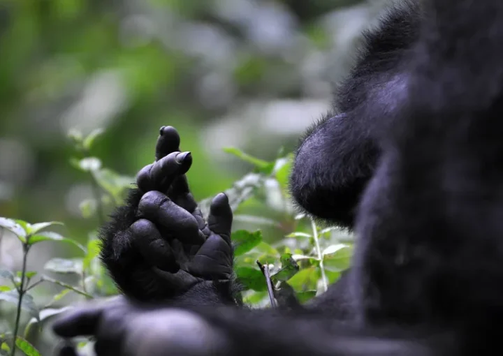 Batuma Memorial Airstrip to boost gorilla tourism in Ruhija.