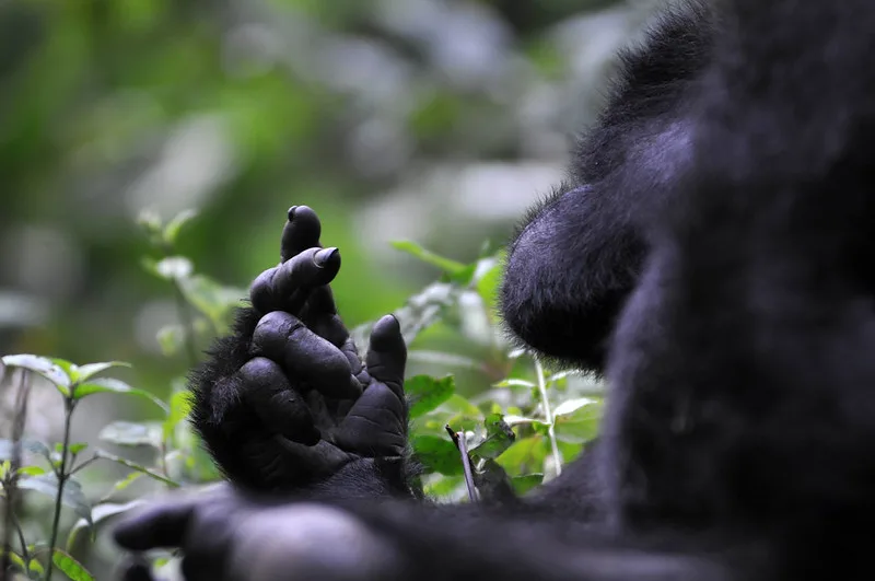 Batuma Memorial Airstrip to boost gorilla tourism in Ruhija.