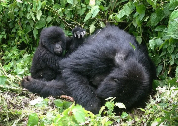 Best Gorilla Safari Company - Gorilla trekking safaris and tours - Gorilla permits.