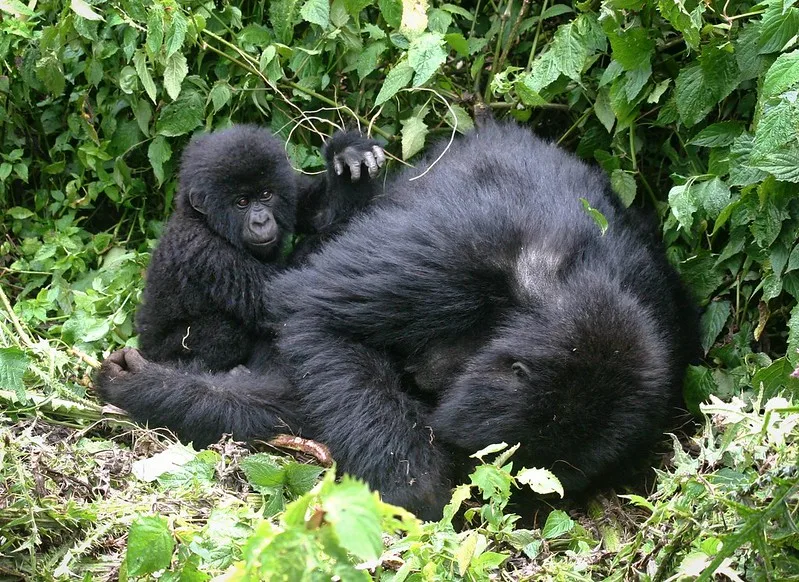 Best Gorilla Safari Company - Gorilla trekking safaris and tours - Gorilla permits.