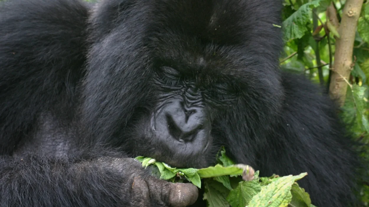 Best Time for Gorilla Habituation in Uganda