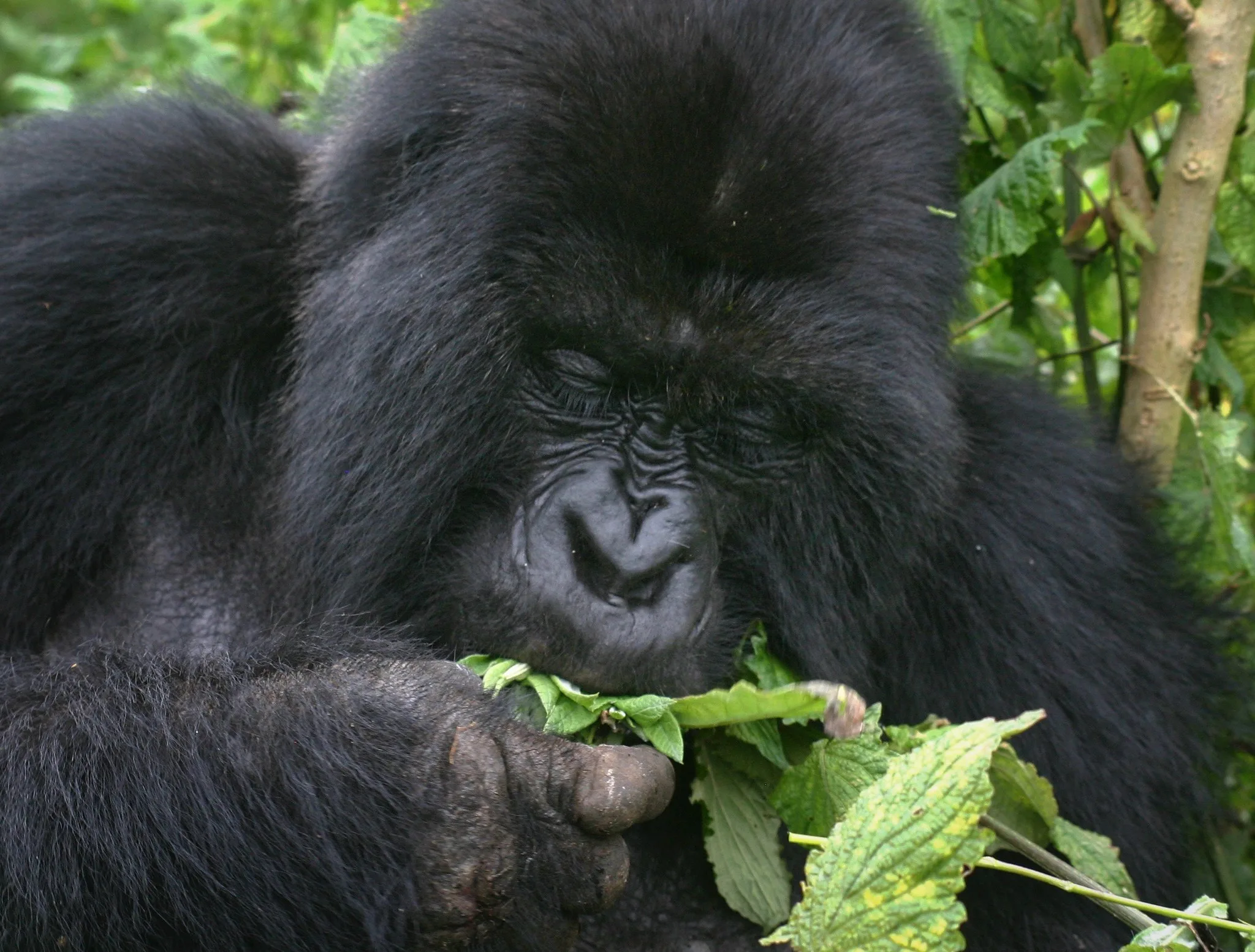Best Time for Gorilla Habituation in Uganda