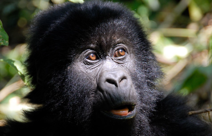 Uganda’s best gorilla filming destination.