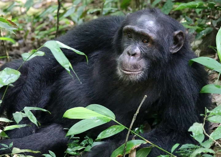 Best place to trek chimpanzees in Uganda.
