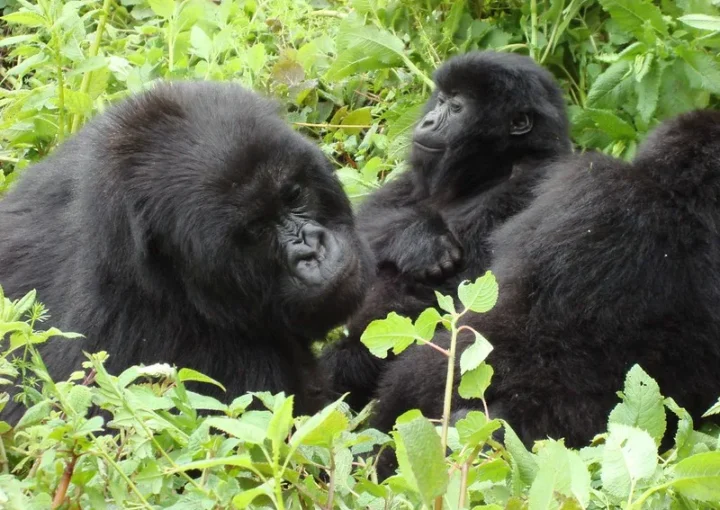 Best time to film mountain gorillas.