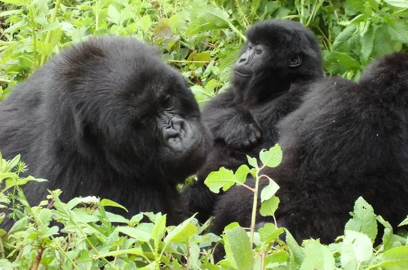 Best time to film mountain gorillas.