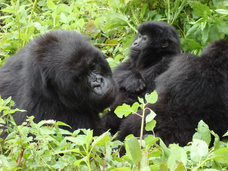 Best time to film mountain gorillas.