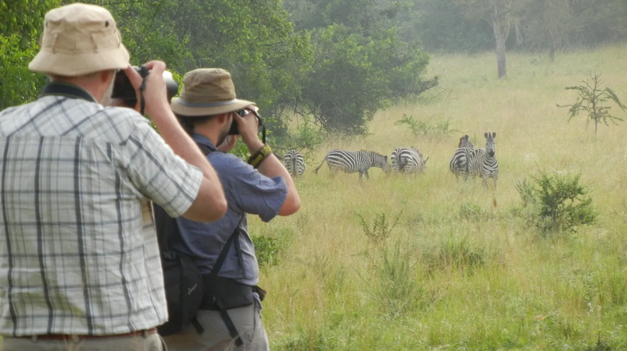 Best walking safaris in Uganda