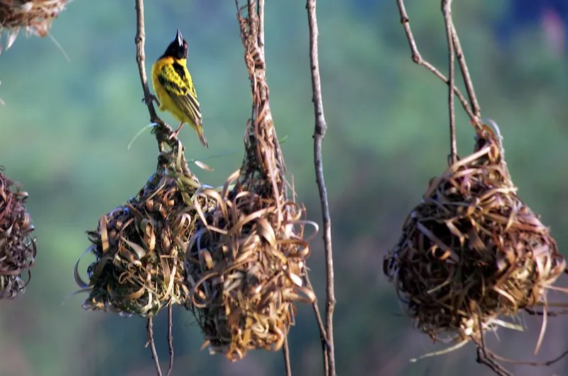 Big Birding Day Uganda expo postponed to November 2016 - Uganda bird watching tours and safaris.