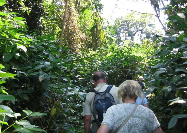 Booking 2024-2025 chimp permits - Chimpanzee trekking safaris.