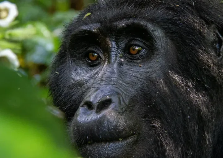 Booking gorilla permits: Everything You Need to Know.