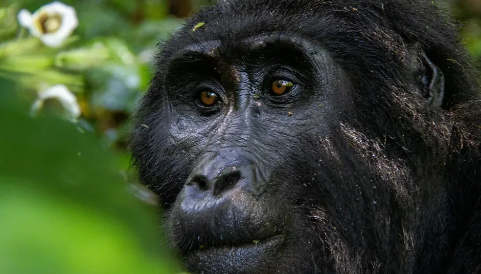 Booking gorilla permits: Everything You Need to Know.