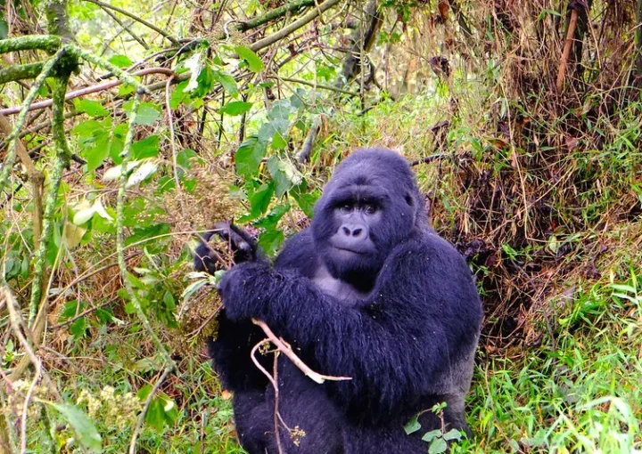 Booking gorilla safaris online