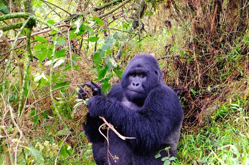 Booking gorilla safaris online