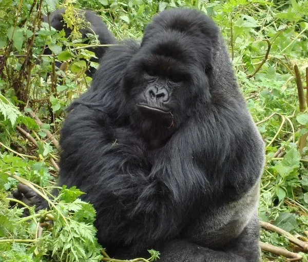 Budget Gorilla trekking