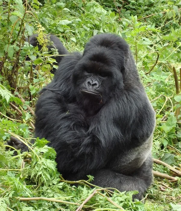 Budget Gorilla trekking