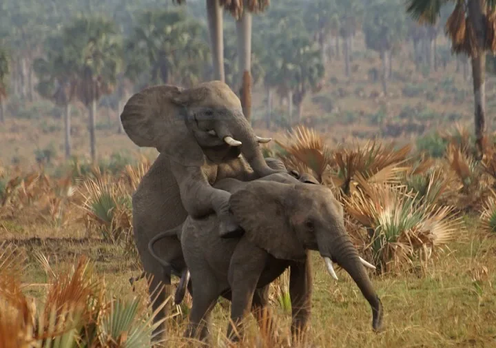 Budget Safaris in Uganda