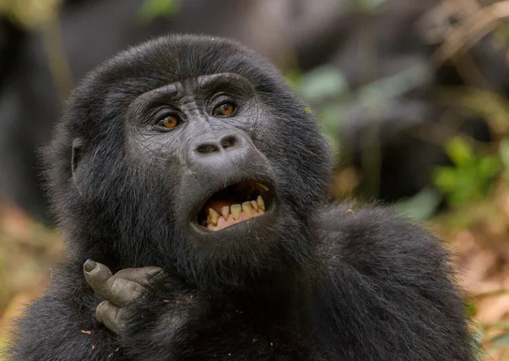 Budget gorilla habituation experience safaris.