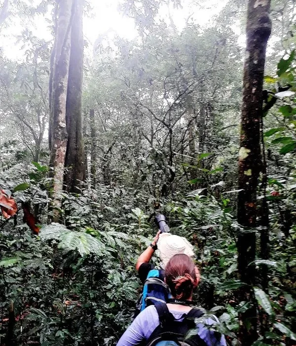 Buraiga chimp habituation experience at USD300.