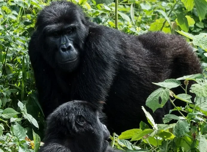 Bushaho Gorilla Family is now open for gorilla trekking