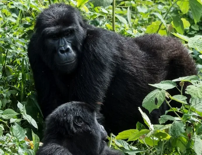 Bushaho Gorilla Family is now open for gorilla trekking