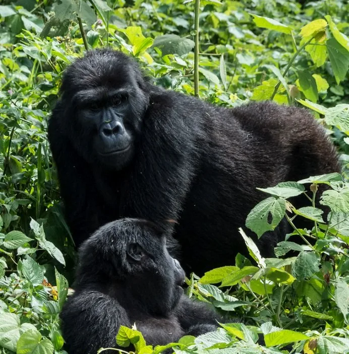 Bushaho Gorilla Family is now open for gorilla trekking