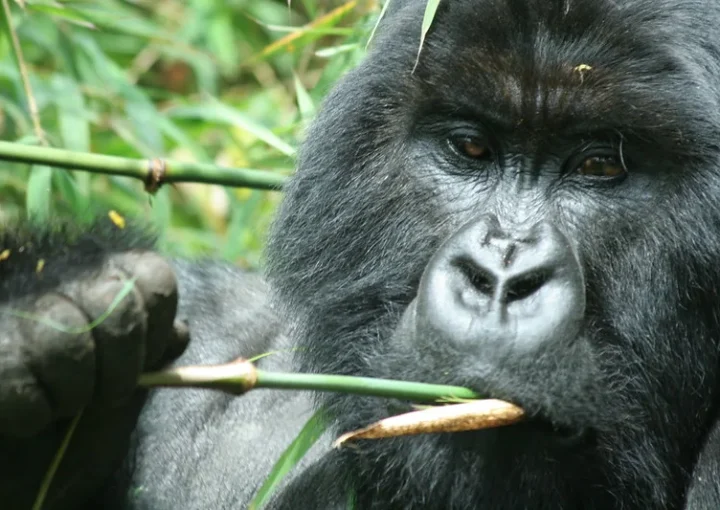 Bwindi Gorilla trekking starting points.