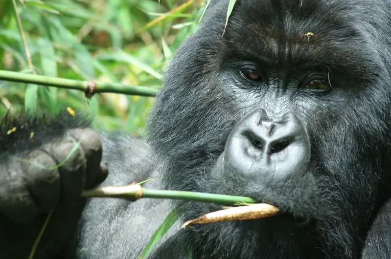 Bwindi Gorilla trekking starting points.