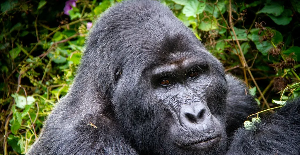 Bwindi Safe for Gorilla Trekking | Bwindi Impenatrable National park | Mountain Gorillas