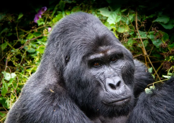 Bwindi Safe for Gorilla Trekking | Bwindi Impenatrable National park | Mountain Gorillas