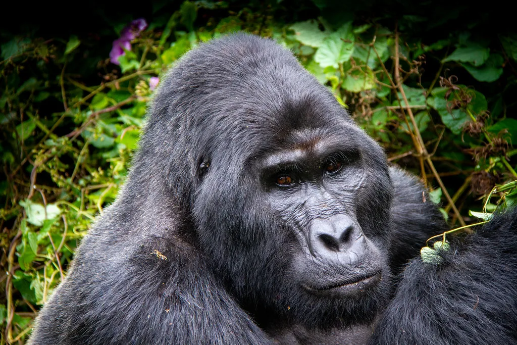 Bwindi Safe for Gorilla Trekking | Bwindi Impenatrable National park | Mountain Gorillas