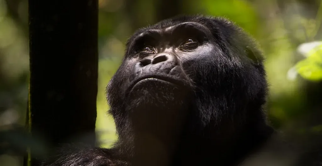 Bwindi impenetrable national park 2025 | Mountain Gorillas