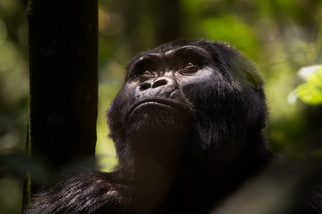 Bwindi impenetrable national park 2025 | Mountain Gorillas