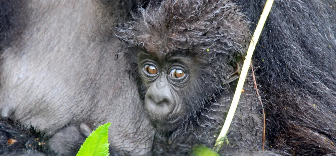 Cheapest Way to See Mountain Gorillas in Uganda or Rwanda