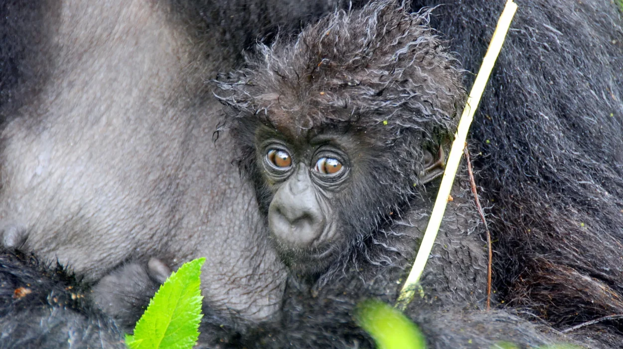 Cheapest Way to See Mountain Gorillas in Uganda or Rwanda