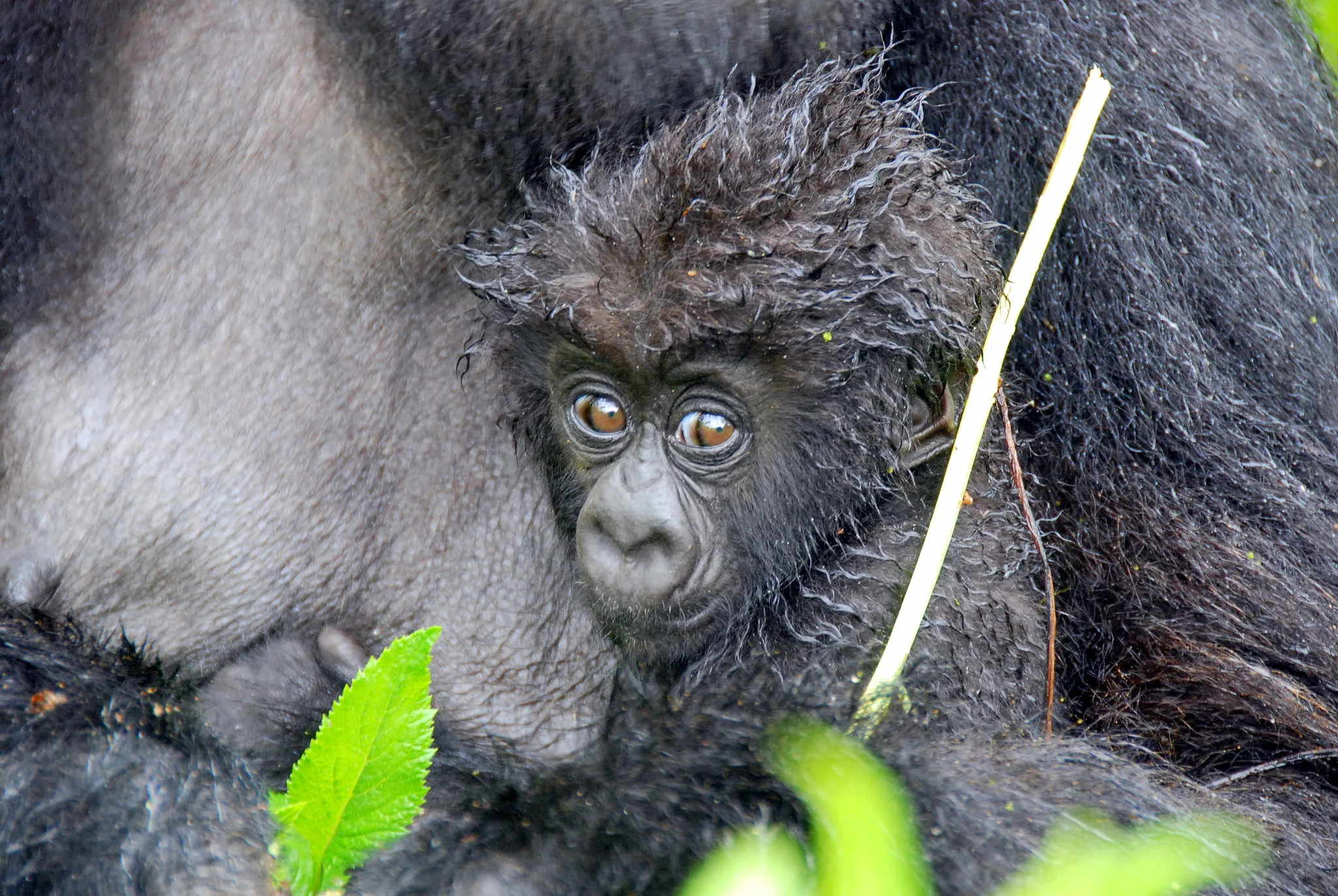 Cheapest Way to See Mountain Gorillas in Uganda or Rwanda