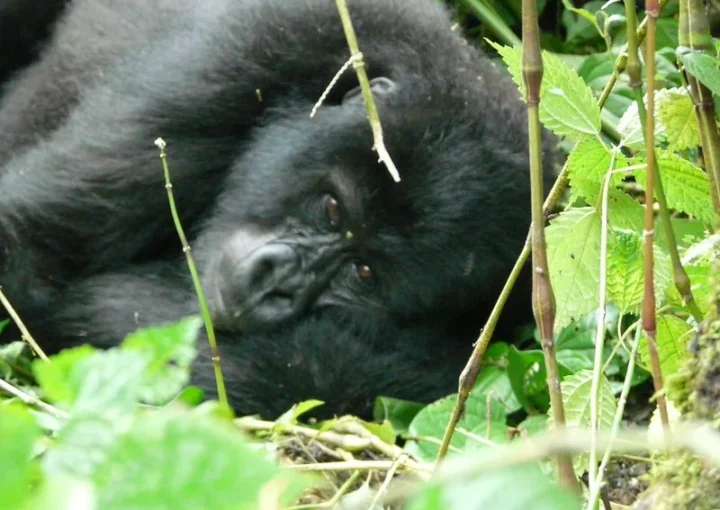 Checking gorilla permit availability online.