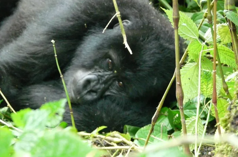 Checking gorilla permit availability online.