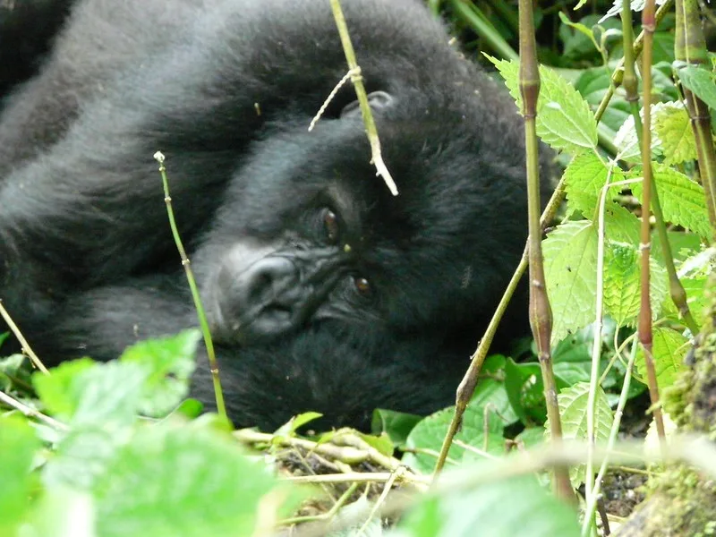 Checking gorilla permit availability online.